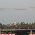 19_50-mast.jpg