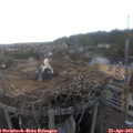 19_50-nest.jpg