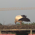 19_55-mast.jpg