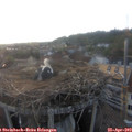 19_55-nest.jpg