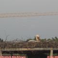 20_00-mast.jpg