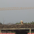 20_05-mast.jpg
