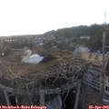 20_10-nest.jpg