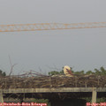 20_15-mast.jpg