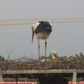 20_20-mast.jpg