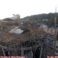 20_20-nest.jpg