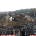 06_15-nest.jpg