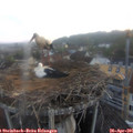 06_20-nest.jpg