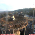 06_35-nest.jpg
