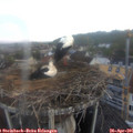 06_55-nest.jpg