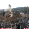 07_00-nest.jpg