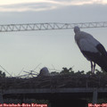 07_05-mast.jpg