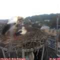 07_05-nest.jpg