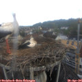 07_10-nest.jpg