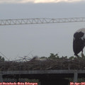 07_15-mast.jpg
