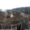 07_15-nest.jpg