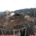 07_20-nest.jpg