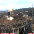 07_25-nest.jpg