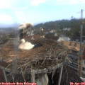 07_30-nest.jpg