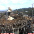 07_35-nest.jpg