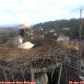 07_40-nest.jpg
