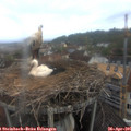 07_45-nest.jpg