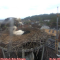 07_50-nest.jpg