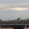 07_55-mast.jpg