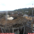 07_55-nest.jpg