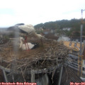 08_00-nest.jpg