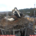 08_05-nest.jpg