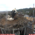 08_10-nest.jpg