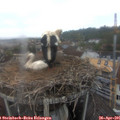 08_15-nest.jpg