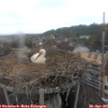 08_20-nest.jpg