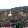 08_25-nest.jpg