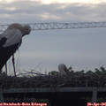 08_30-mast.jpg