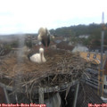 08_30-nest.jpg