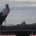 08_35-mast.jpg