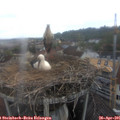08_35-nest.jpg