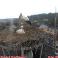 08_40-nest.jpg