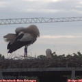 08_45-mast.jpg