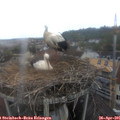 08_45-nest.jpg