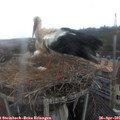 08_50-nest.jpg