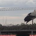 08_55-mast.jpg