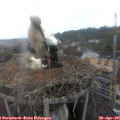 08_55-nest.jpg