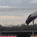 09_00-mast.jpg