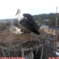 09_00-nest.jpg