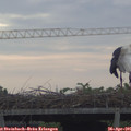 09_05-mast.jpg