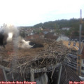 09_05-nest.jpg