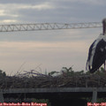 09_10-mast.jpg